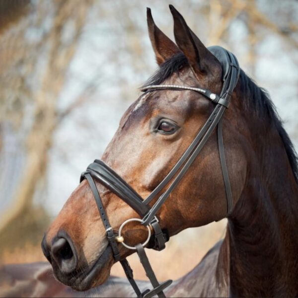 Finesse Cayenne Snaffle Bridle (Black with Silver Buckles)