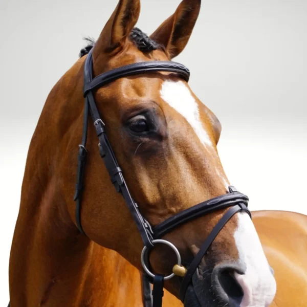 GFS Transition Combi Flash Bridle