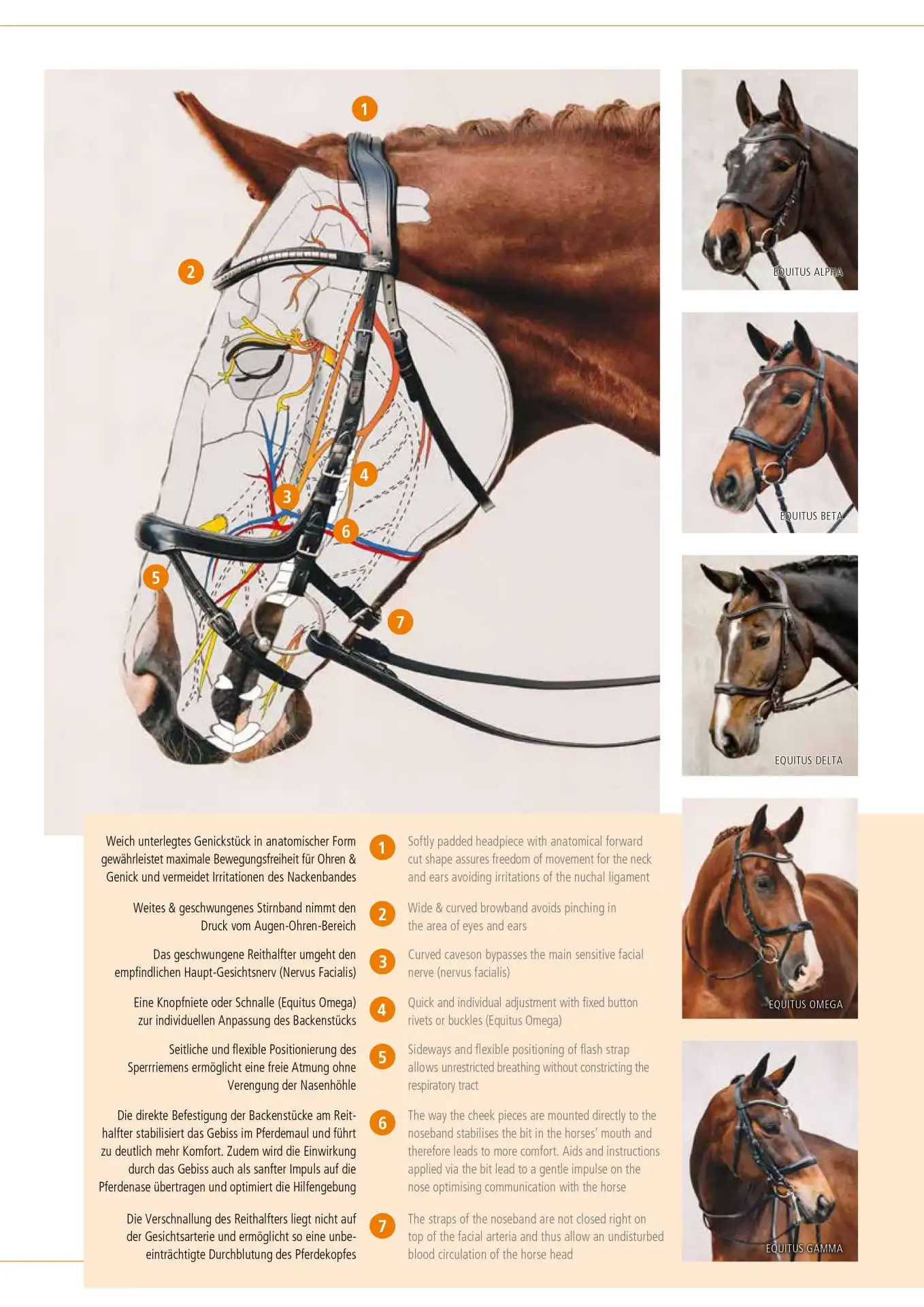 Bridle Equitus Beta - Image 2