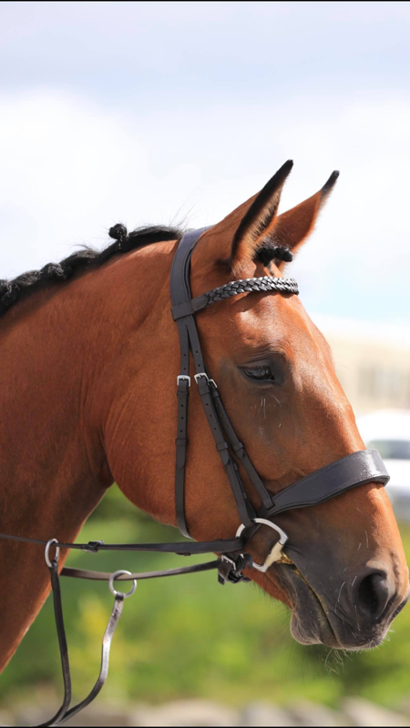 Evo Equine Deluxe High Bit Clearance Hunter Bridle - Image 4