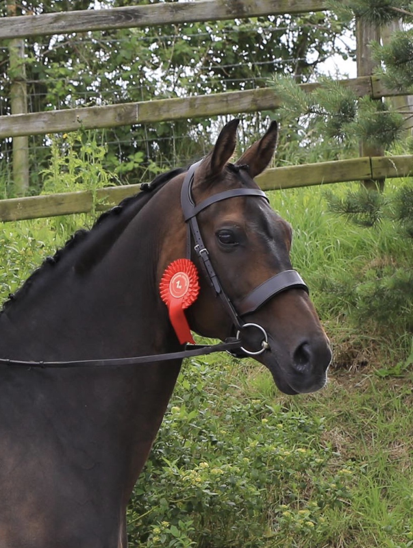 Evo Equine Deluxe High Bit Clearance Hunter Bridle - Image 2